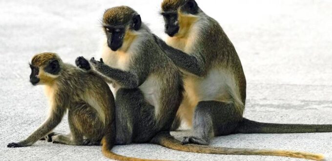 celebrities:-monkeys-near-florida-airport-delight-visitors-–-台北時報