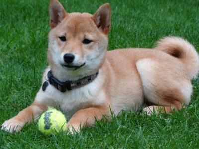why-dogecoin-is-up-113%-over-the-past-week-–-dogecoin-(doge/usd)-–-benzinga