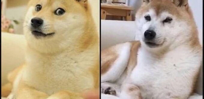 dogecoin:-the-japanese-rescue-dog-who-became-the-unlikely-face-of-a-crypto-sensation-–-stl.news