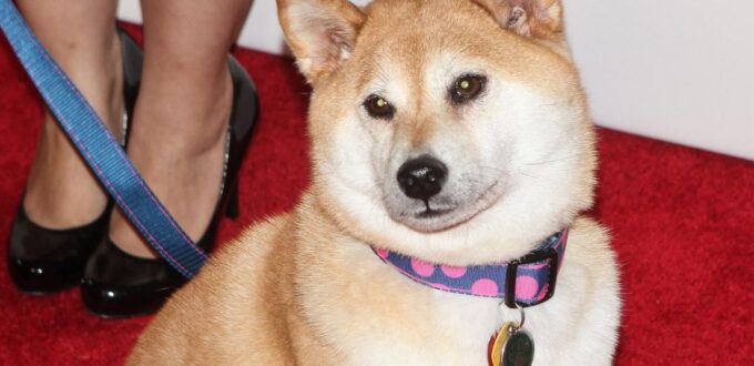 famous-shiba-inu-that-inspired-‘doge’-meme-diagnosed-with-leukemia-and-liver-disease-–-yahoo-entertainment