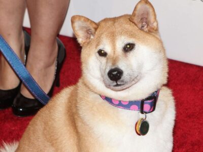 shiba-inu-that-inspired-‘doge’-meme-severely-ill,-says-owner-–-people
